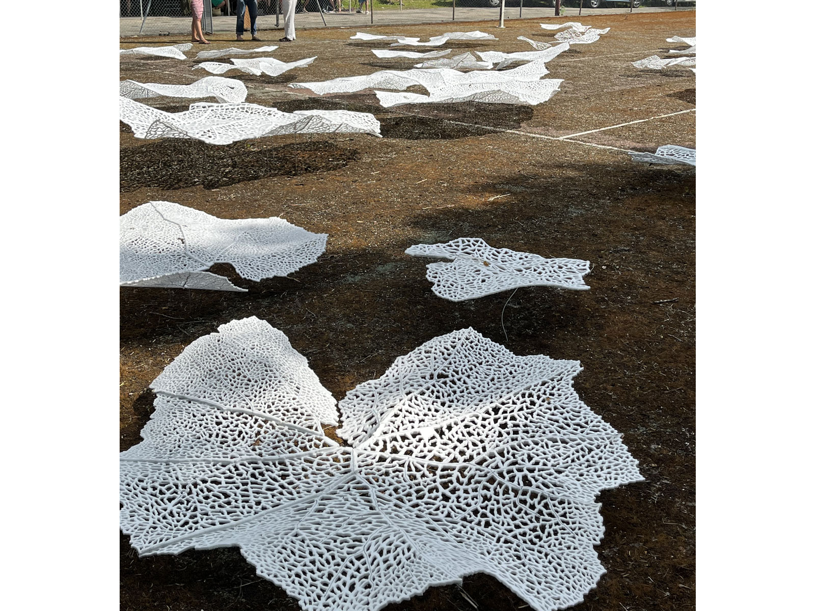 Christophe Rihs, Ombre pétasite